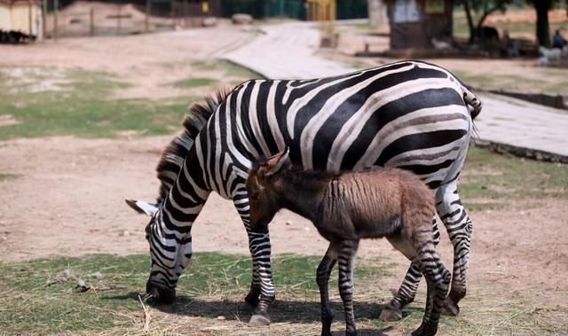 马和马配对怎么不好，夫妻两人都属马相克吗