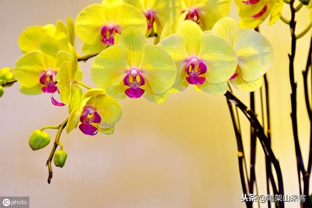 女人命硬是好事还是坏事，女人命硬但是旺夫