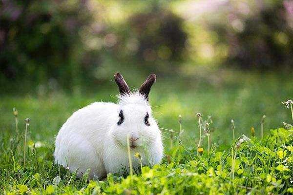 属兔人在猪年运气好吗，2022 年属兔人的全年每月运势