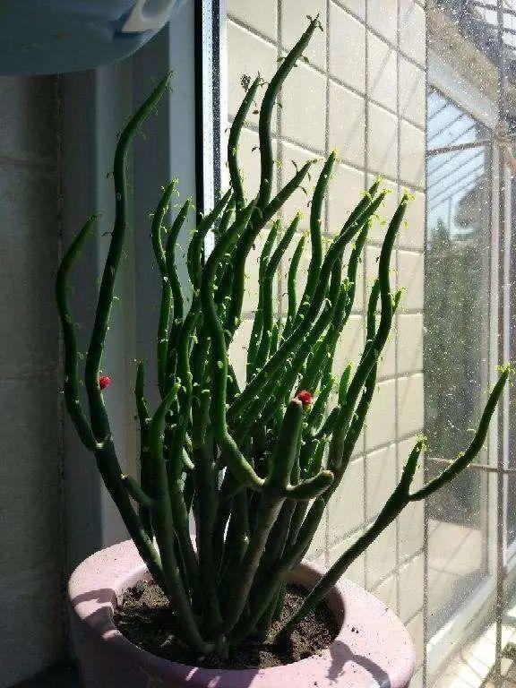 为什么属兔和属龙相害，生肖中为何属兔与属龙犯冲