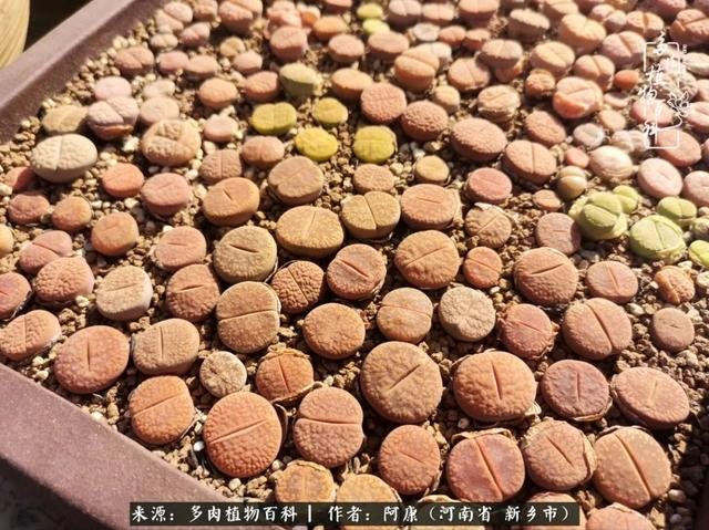 属龙的哪天出生最苦，属龙生在几月最命苦