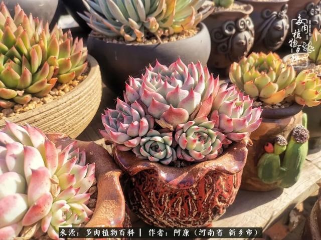 属龙的哪天出生最苦，属龙生在几月最命苦