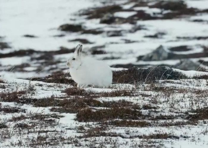 022年属兔的多少岁,2022年属兔的是什么命"