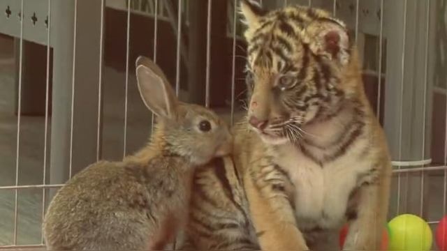 虎和兔在一起对谁不好，属虎男98和属兔女99