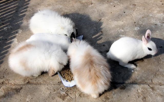 兔子发出咕咕的叫声，兔子吃东西发出咕咕声