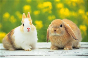 属兔今日运势如何，属马今日财运