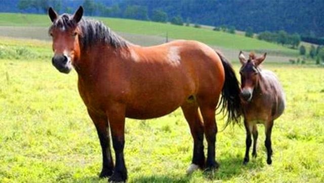 马和马配对怎么不好，夫妻两人都属马相克吗