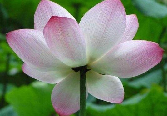 女孩子属鼠的人聪明吗，属鼠女人喜欢那种男人