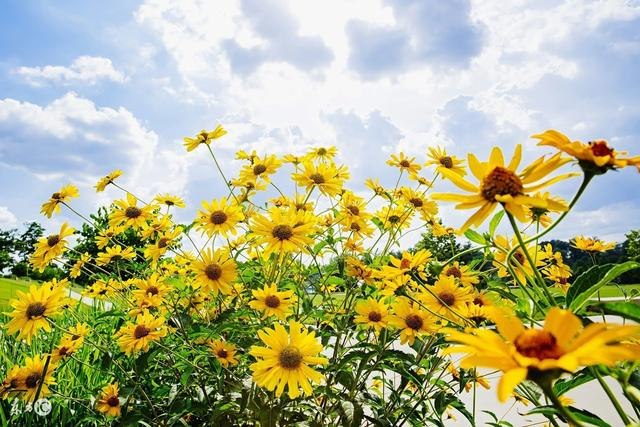 属狗几月出生更好命运，属牛几月生人命运更好