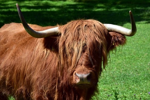 985年的牛适合什么行业,属牛的85年10月适合跳槽吗"