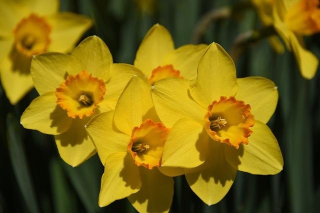 属兔未来三年运势大揭秘，属兔人2022 每月运势