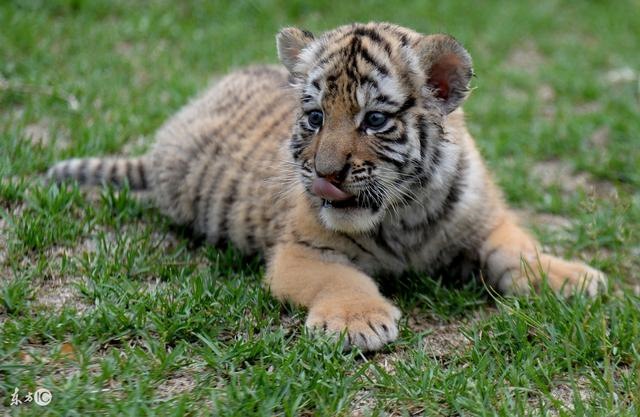 属虎的什么时候走大运，属虎之人更佳伴侣