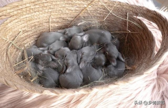 散养野兔用什么围栏 ，农村致富项目
