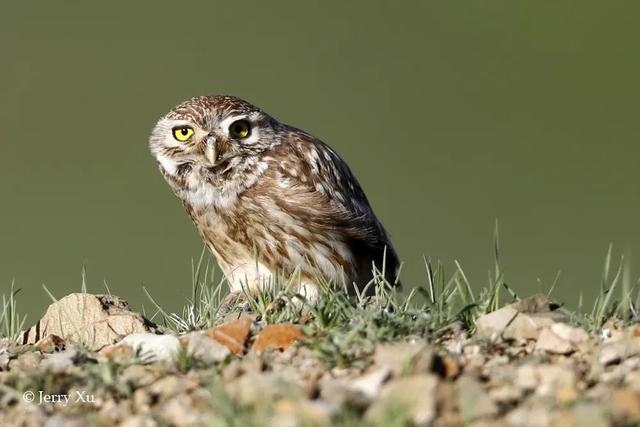 鼠兔生个鼠宝宝怎样，属兔的父母生鼠宝宝好吗