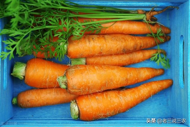 养30只兔子一年利润，养哪种兔子利润更大