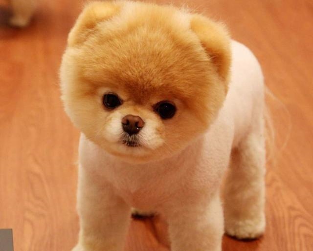 022年十二生肖最吉排名,2022犯太岁最严重生肖"