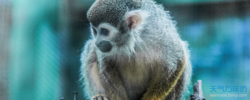 属猴的是什么命,剑锋金命最怕什么相克