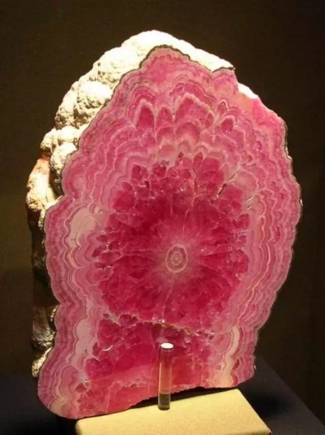 单身养什么花招桃花，家里养什么花招桃花