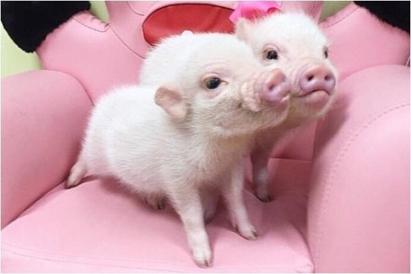 3年属猪二次婚姻在几岁,83年属猪的二婚在什么时候"