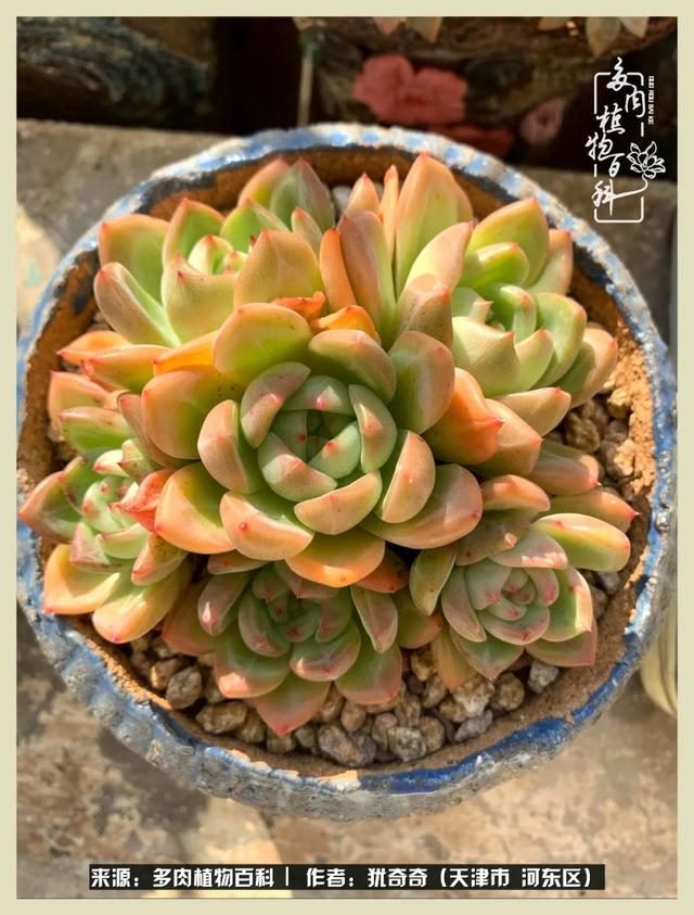 呗呗兔的土豪闺蜜是谁，呗呗兔和兔小六的关系