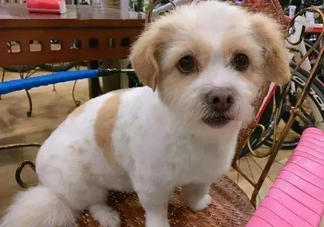 马的年龄相当于人的几岁，驴一岁相当于人几岁