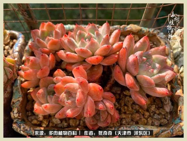 呗呗兔的土豪闺蜜是谁，呗呗兔和兔小六的关系