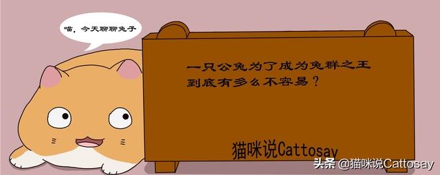 023年兔子的命运，属兔2023年运势及运程"