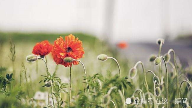 兔属相2022年运势如何,75年女兔2022年运势如何