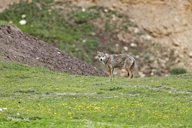 鼠兔生个鼠宝宝怎样，属兔的父母生鼠宝宝好吗