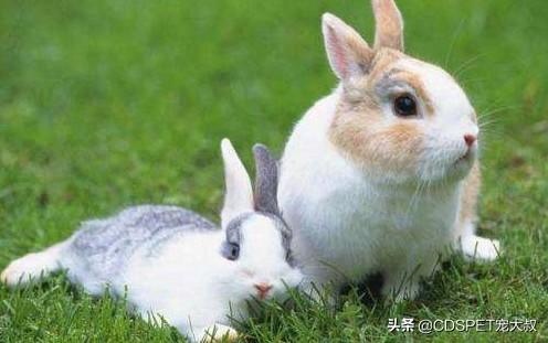 想要兔宝宝什么时候怀孕，2023年生兔备孕表