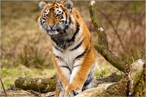 女属虎男属蛇婚姻相配吗,1986年属虎和属蛇最配