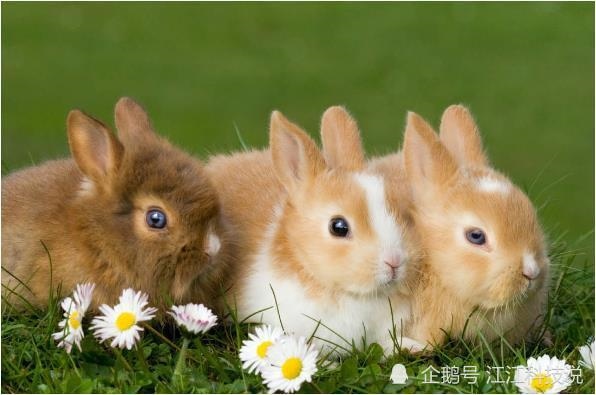 属兔女人一生的命运如何,1998年属虎的是什么命