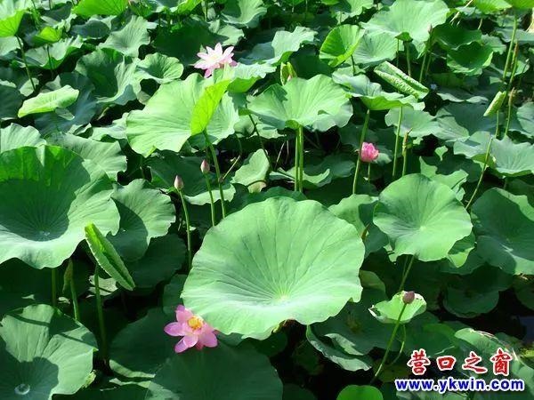 老黄历年龄对照表，20l9年老黄历年龄对照表