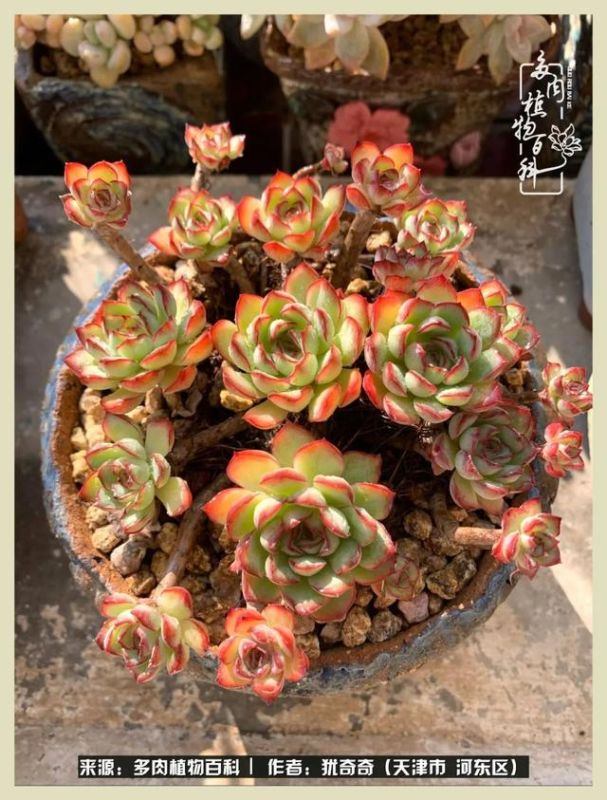 呗呗兔的土豪闺蜜是谁，呗呗兔和兔小六的关系