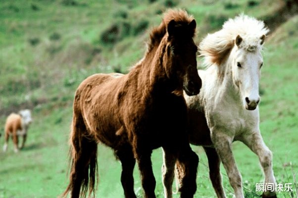 属马的是哪一年的出生的，出生2022属马什么星座