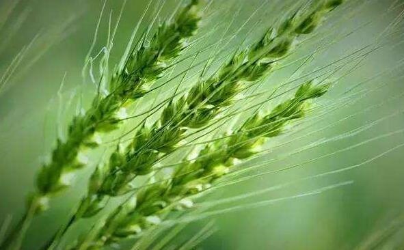 963年闰几月，1963年闰几个四月"