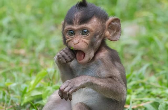 猴一岁相当于人多少岁，属猴的人今年更大多少岁