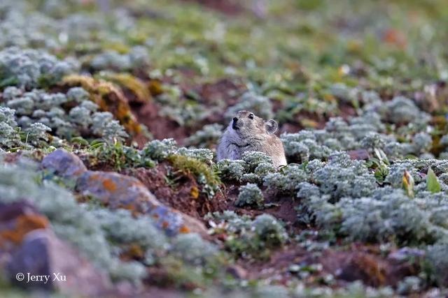 鼠兔生个鼠宝宝怎样，属兔的父母生鼠宝宝好吗