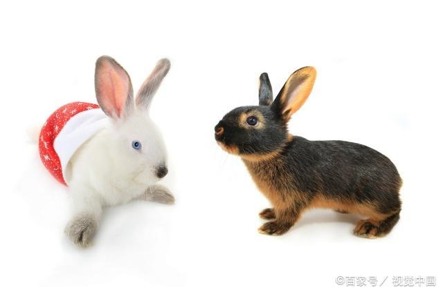 022年75年属兔的运势，75年属兔人2024年运势咋样"