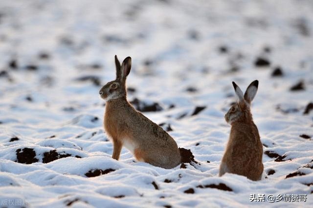 散养野兔用什么围栏 ，农村致富项目