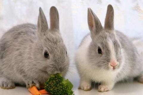 属兔的今年多大87年,属虎的今年多大2022 年