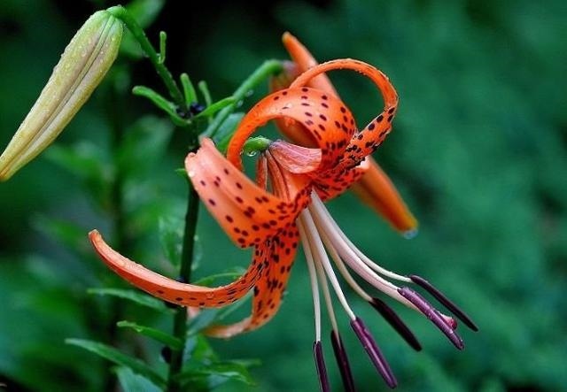 家里养什么花带来姻缘，室内养花哪种花好养