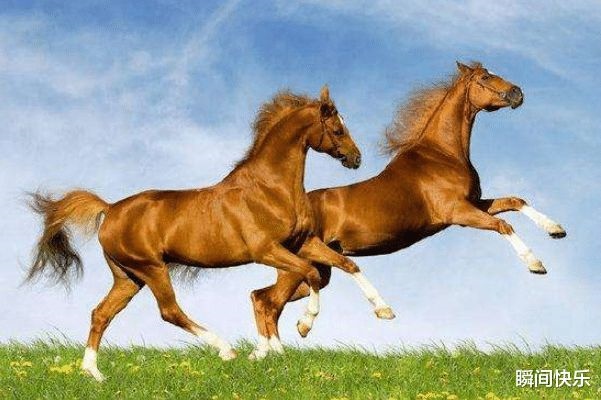 属马的都是哪年出生的，1978年属马大运是哪一年