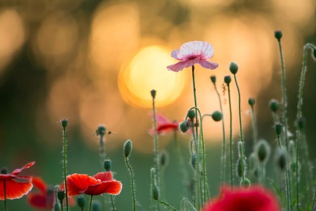 命里感情不顺怎么化解，感情一直不顺是命吗