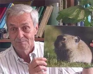 鼠兔生个鼠宝宝怎样，属兔的父母生鼠宝宝好吗