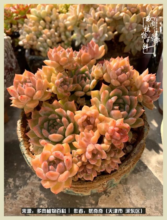 呗呗兔的土豪闺蜜是谁，呗呗兔和兔小六的关系