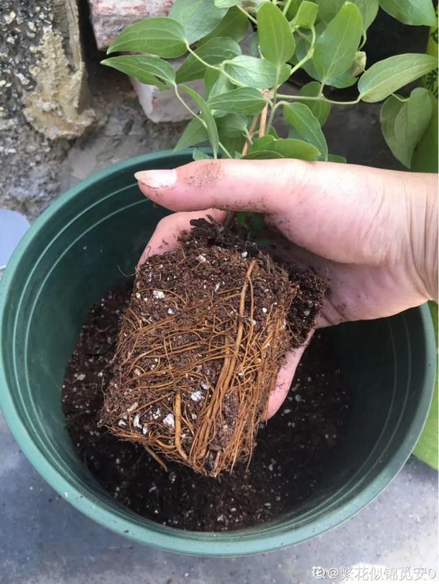 最有富贵命的五大生肖，五大更具富贵命生肖