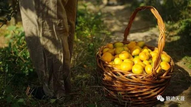 属兔生于农历九月，农历九月十七出生属兔