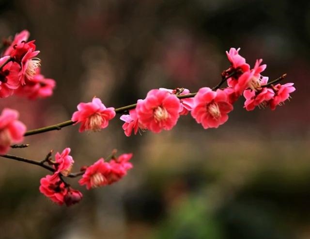 5年兔的后半婚姻男，算算你有几两命"