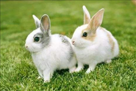 7年属兔女适合干什么，1987年属兔适合干什么"